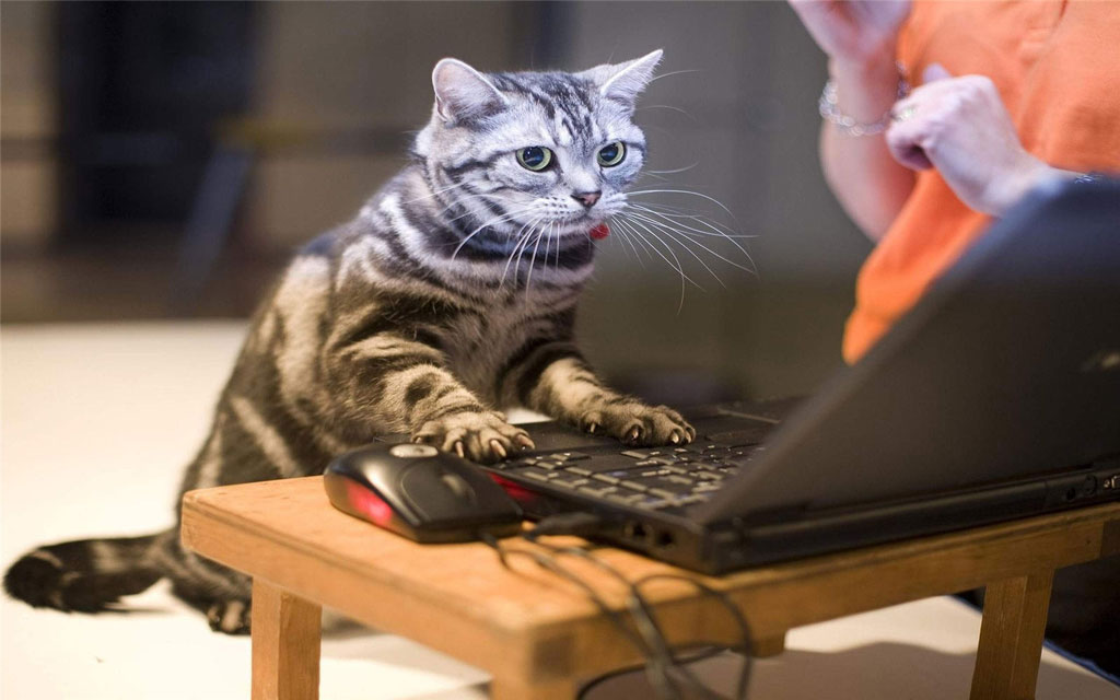玩电脑的小猫，够专心！