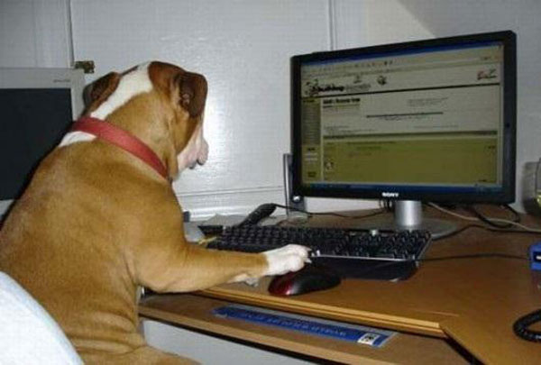 玩电脑的狗狗，一本正经