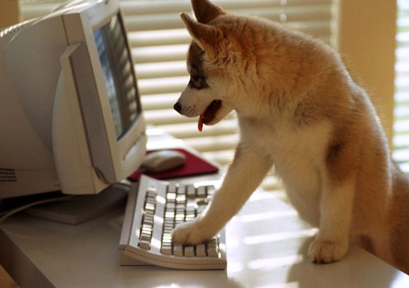 玩电脑的狗狗，可爱