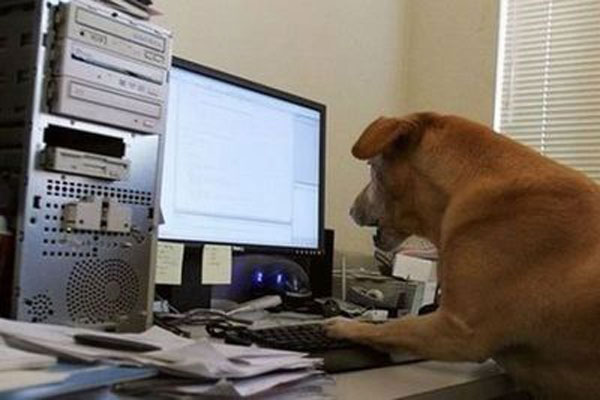 玩电脑的狗狗，别烦我，没看见我正在办公吗