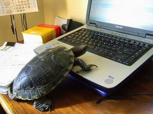 玩电脑的乌龟，1000年了，终于等到玩电脑了
