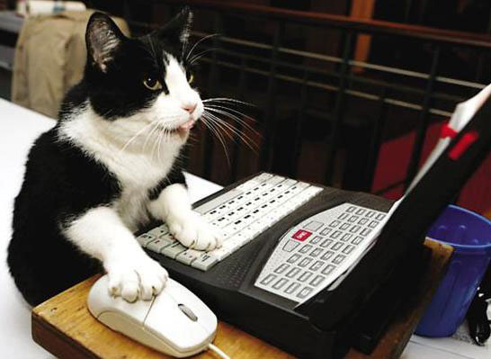 玩电脑的猫星人，点击鼠标就是内行