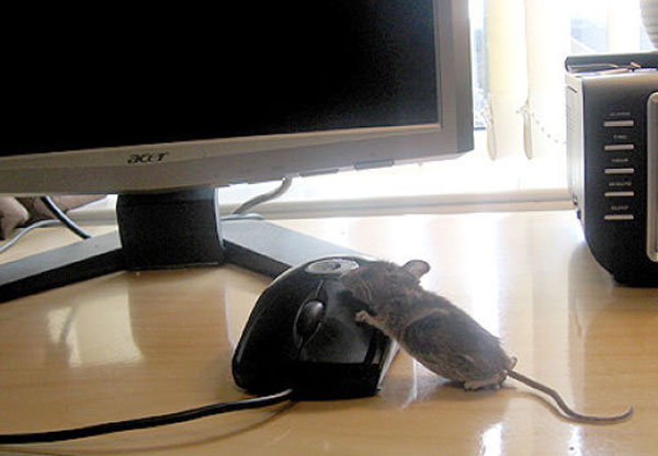 玩电脑的老鼠，我才是真正的老鼠